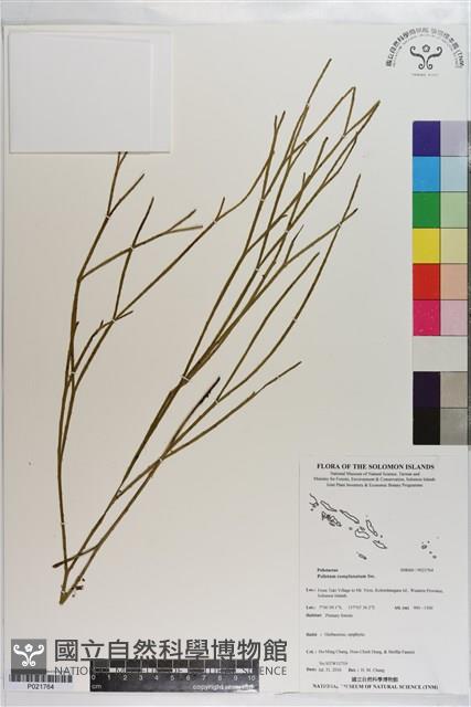 垂枝松葉蕨藏品圖，第1張