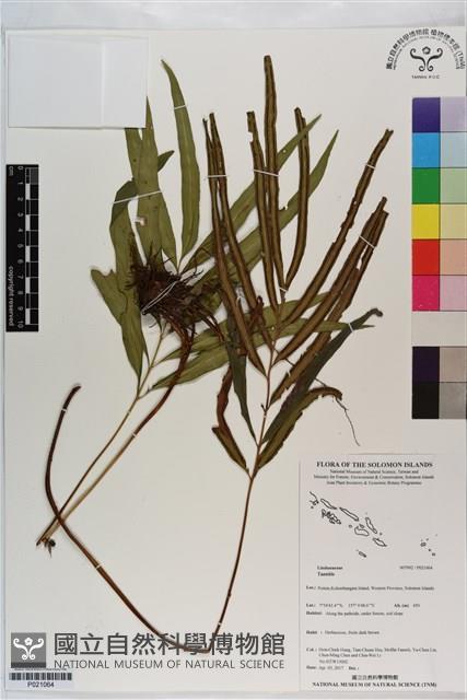 Accession Number:P021064 Collection Image