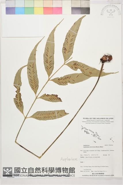 登錄號:P022564藏品圖，第1張