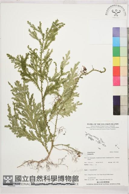 登錄號:P022664藏品圖，第1張