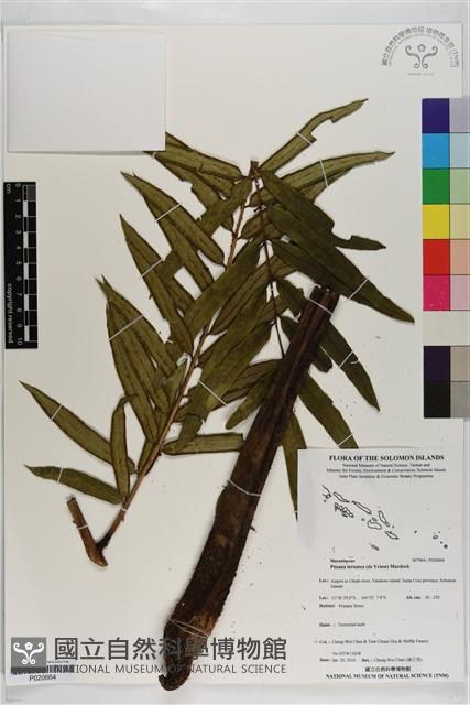 登錄號:P020664藏品圖，第1張