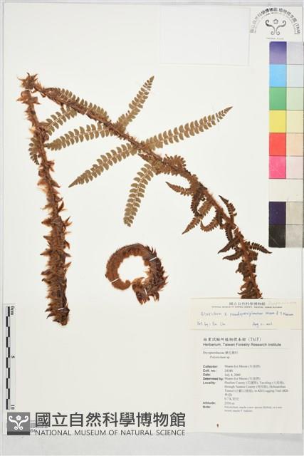 假尖葉耳蕨藏品圖，第1張