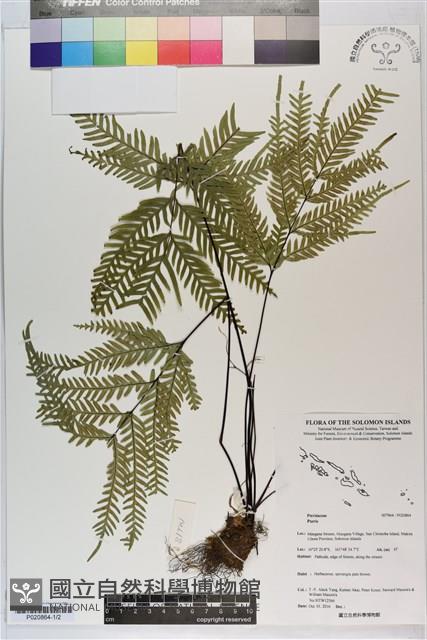 登錄號:P020864藏品圖，第1張