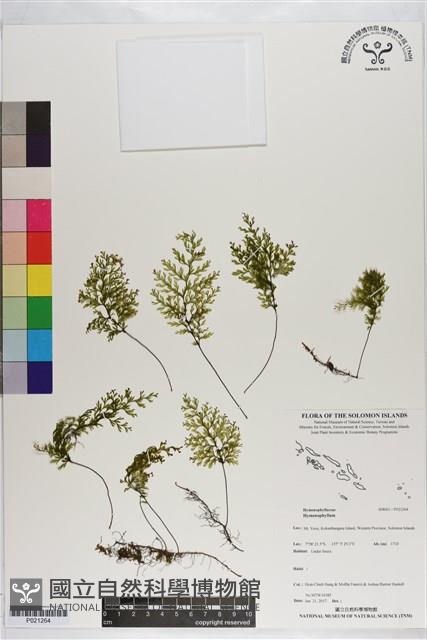 登錄號:P021264藏品圖，第1張