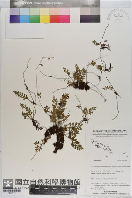 登錄號:P021044藏品圖，第1張