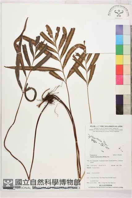 竹葉蕨藏品圖，第1張