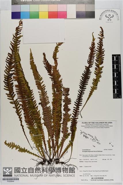 登錄號:P020644藏品圖，第1張