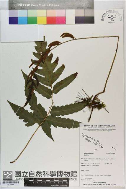 登錄號:P020844藏品圖，第1張