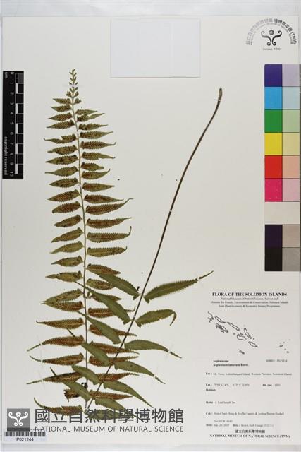 鈍齒鐵角蕨藏品圖，第1張