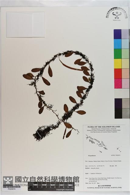 登錄號:P020974藏品圖，第1張