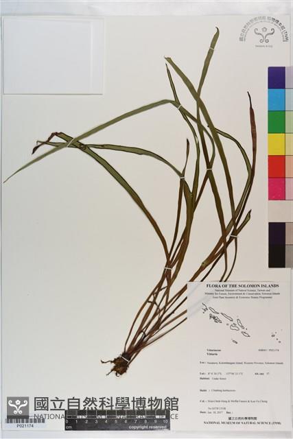 登錄號:P021174藏品圖，第1張