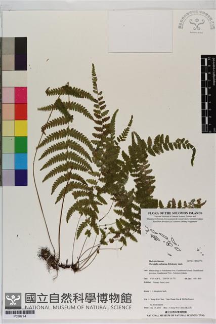 登錄號:P020774藏品圖，第1張