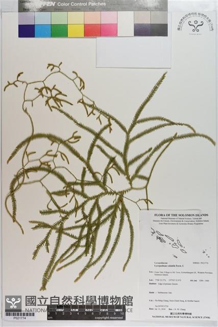 登錄號:P021774藏品圖，第1張