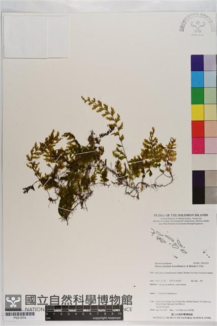 南洋厚壁蕨藏品圖，第1張