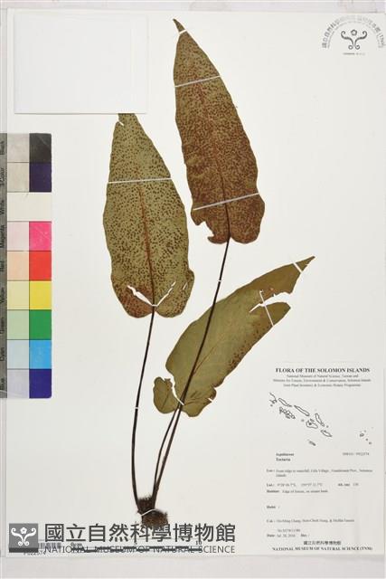 登錄號:P022574藏品圖，第1張