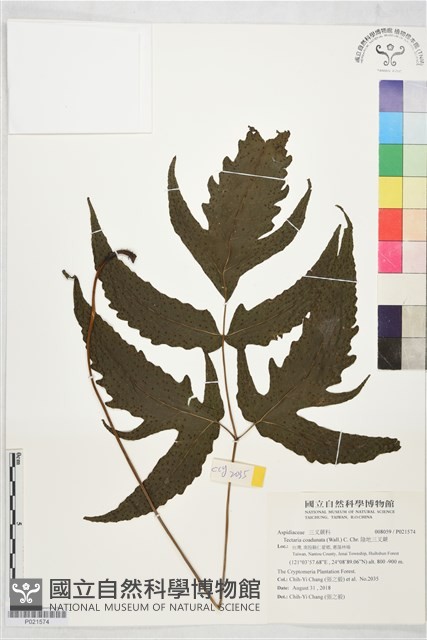 陰地三叉蕨藏品圖，第1張