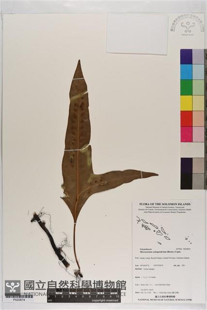 海岸星蕨藏品圖，第1張