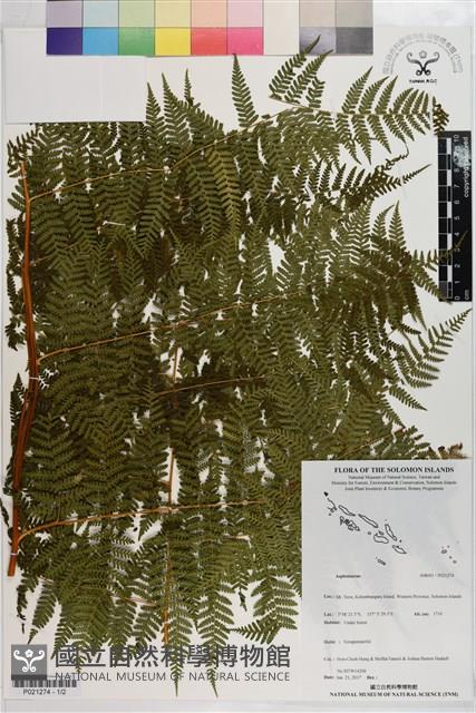 登錄號:P021274藏品圖，第1張