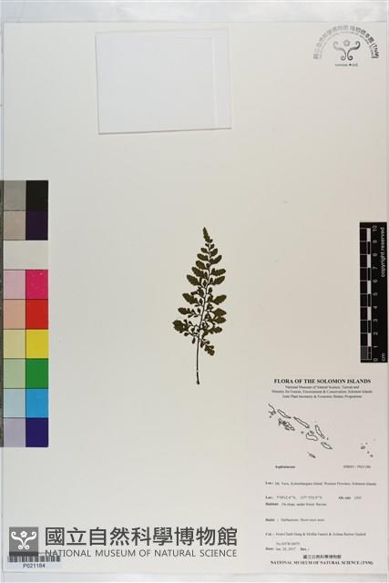 Accession Number:P021184 Collection Image