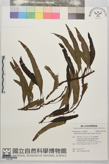 波氏星蕨藏品圖，第1張