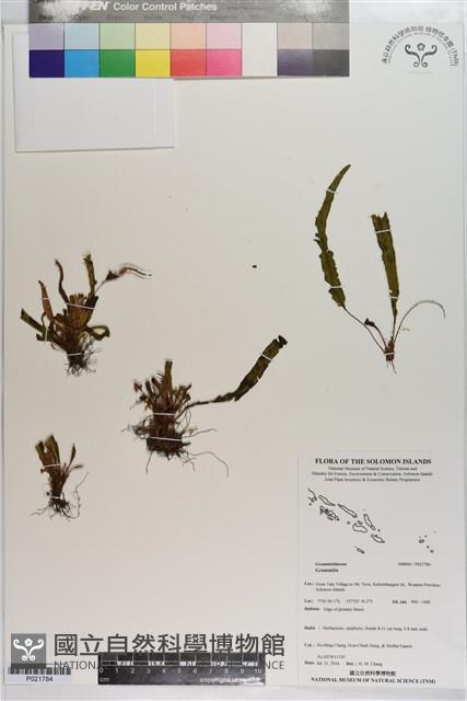 登錄號:P021784藏品圖，第1張