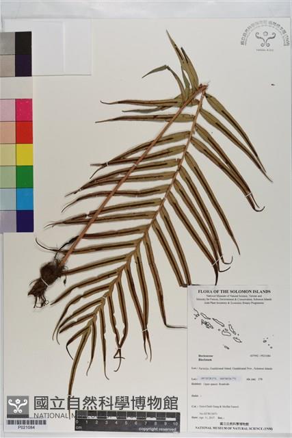 登錄號:P021084藏品圖，第1張