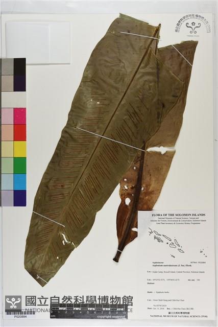 南洋山蘇花藏品圖，第1張