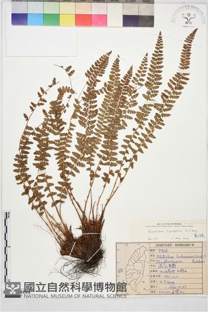 麗江耳蕨藏品圖，第1張