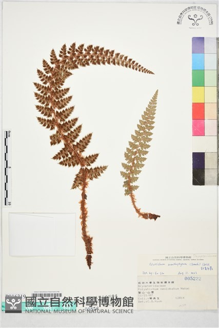 針葉耳蕨藏品圖，第1張