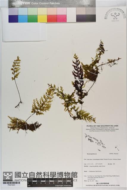 登錄號:P021023藏品圖，第1張