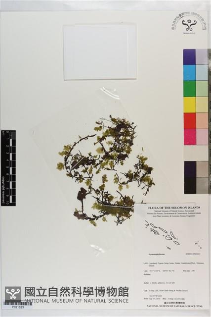 登錄號:P021623藏品圖，第1張