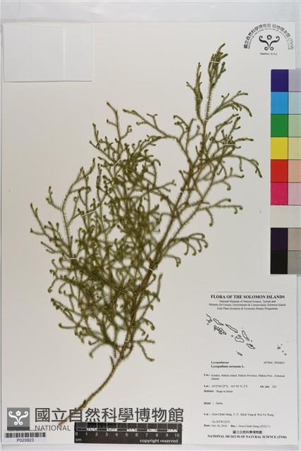 過山龍藏品圖，第1張