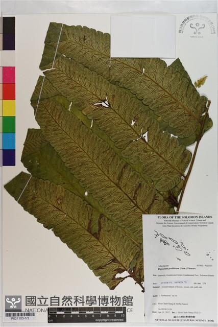 多生菜蕨藏品圖，第1張