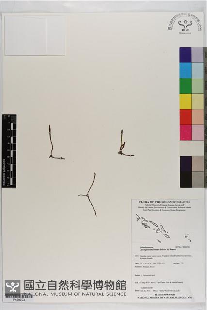 登錄號:P020703藏品圖，第1張