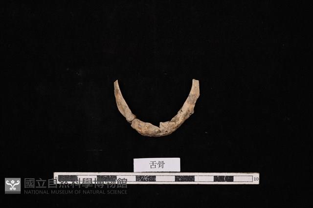 人骨藏品圖，第1張