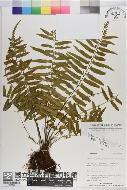 Accession Number:P021003 Collection Image