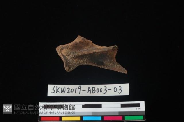 家犬藏品圖，第1張