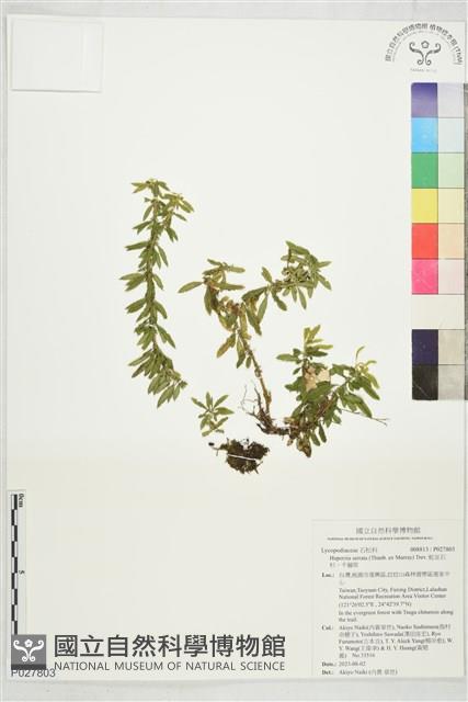 蛇足石杉、千層塔藏品圖，第1張