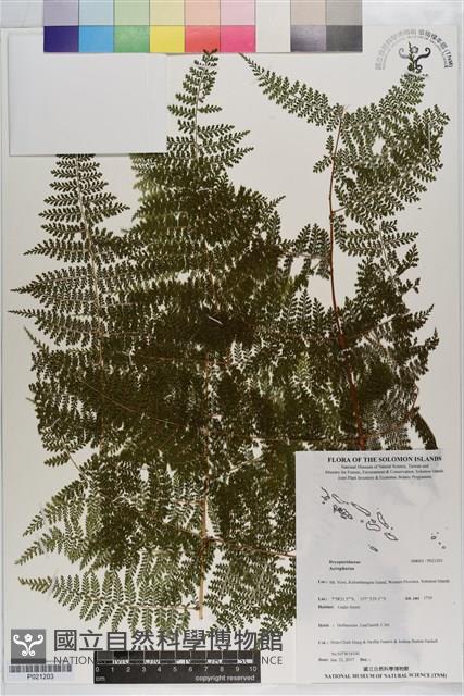 登錄號:P021203藏品圖，第1張