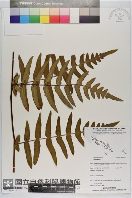 登錄號:P020713藏品圖，第1張