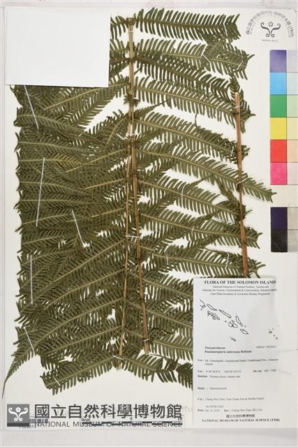 Accession Number:P022613 Collection Image