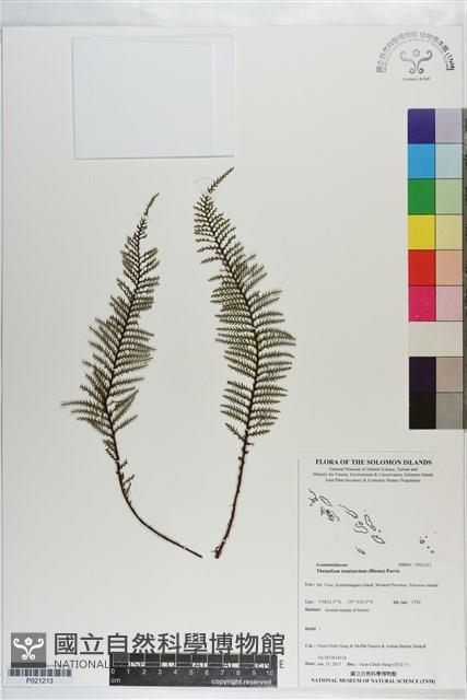 細葉蒿蕨藏品圖，第1張