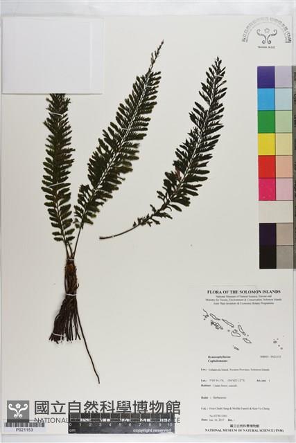 登錄號:P021153藏品圖，第1張