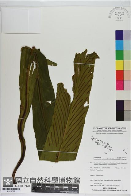 Accession Number:P020753 Collection Image