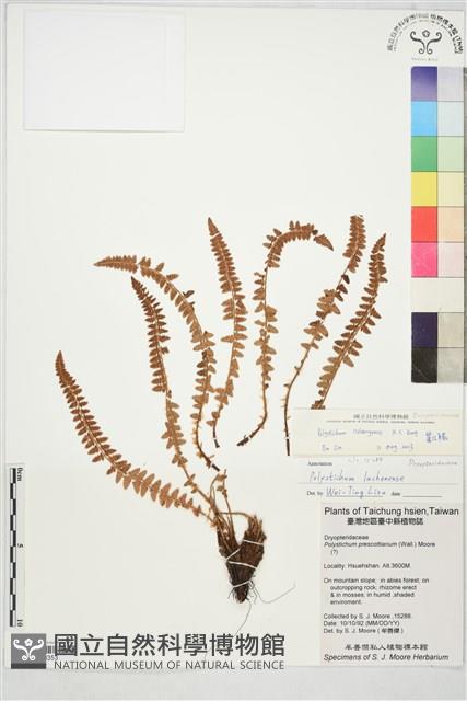 麗江耳蕨藏品圖，第1張