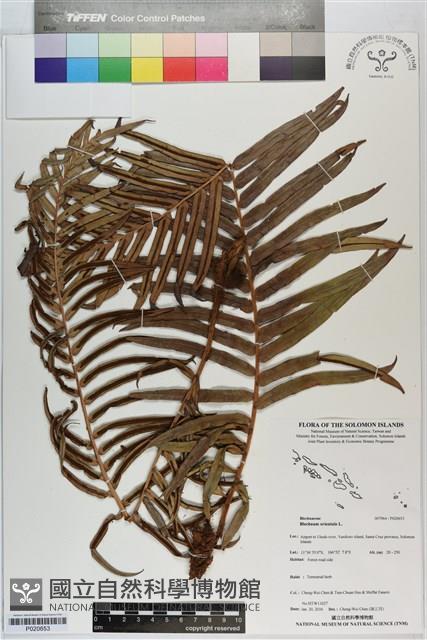 烏毛蕨藏品圖，第1張