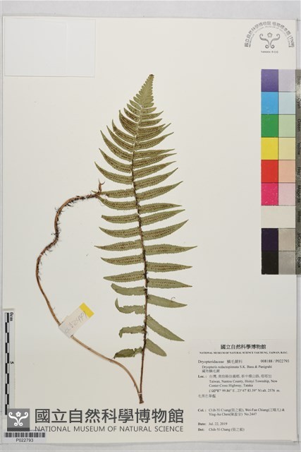藏布鱗毛蕨藏品圖，第1張