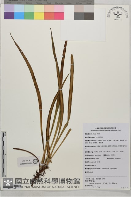 帶狀書帶蕨藏品圖，第1張