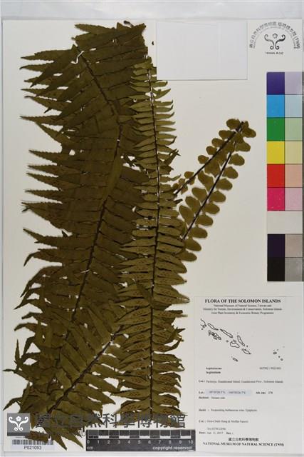 登錄號:P021093藏品圖，第1張