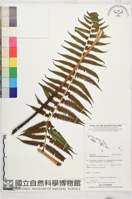 過溝菜蕨藏品圖，第1張